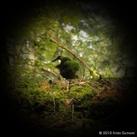 /album/feeries/frida-dumont-img-6342-jpg/